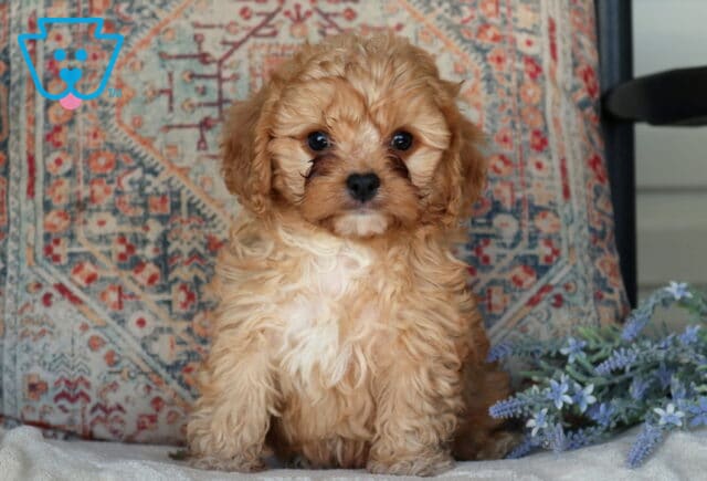 Duke Cavapoo2 image