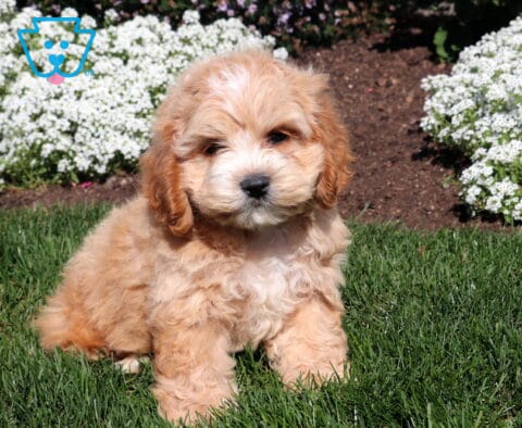 Apricot Cockapoo puppy with a fluffy wavy coat sitting on green grass in front of blooming white garden flowers.
