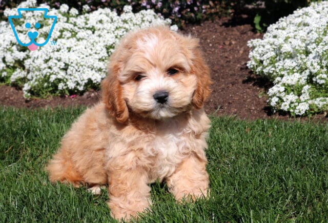 Apricot Cockapoo puppy with a fluffy wavy coat sitting on green grass in front of blooming white garden flowers. image