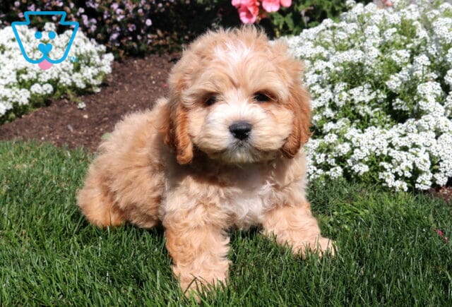 Apricot Cockapoo puppy with a fluffy cream muzzle and chest standing on green grass beside clusters of small white garden flowers. image