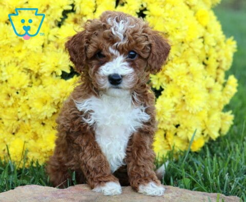 Dunkin Mini Poodle