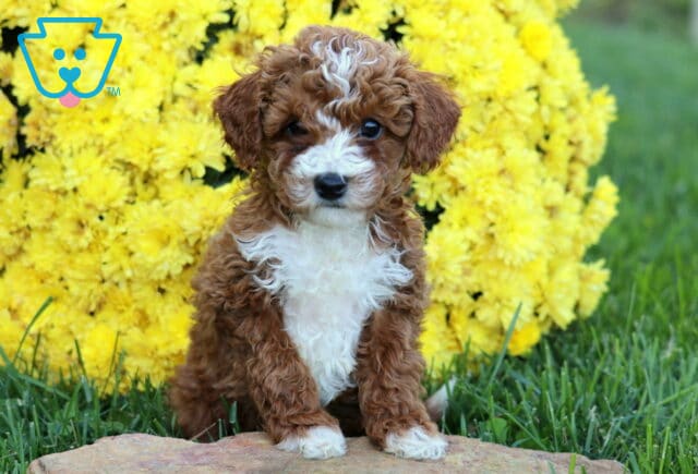 Dunkin Mini Poodle image