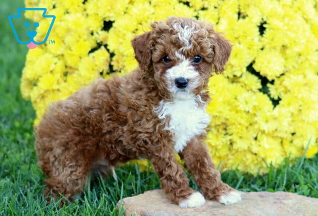 Dunkin Mini Poodle2 image
