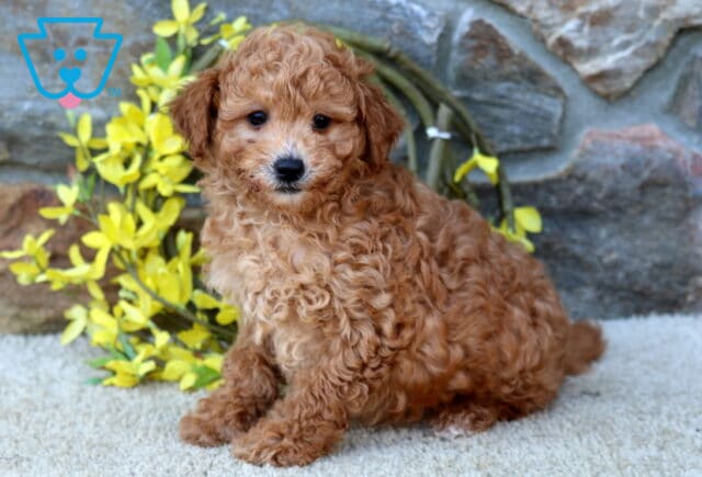 Dunkin Poodle Mix image