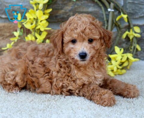 Dunkin Poodle Mix2