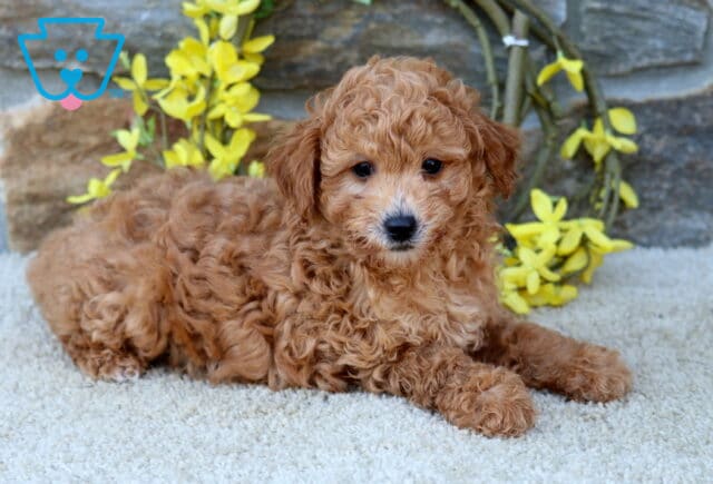 Dunkin Poodle Mix2 image