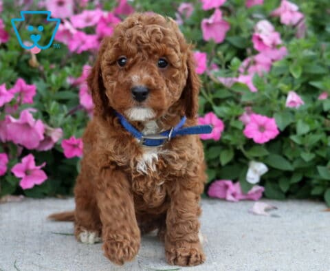 Dunkin Toy Poodle