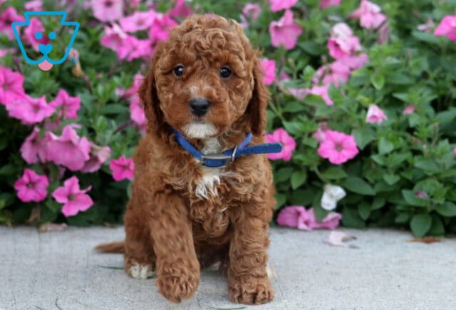 Dunkin Toy Poodle image