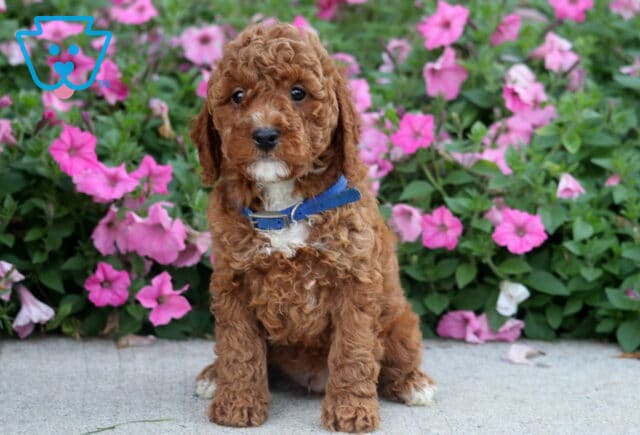 Dunkin Toy Poodle2 image