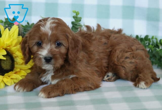Ellis Cavapoo image