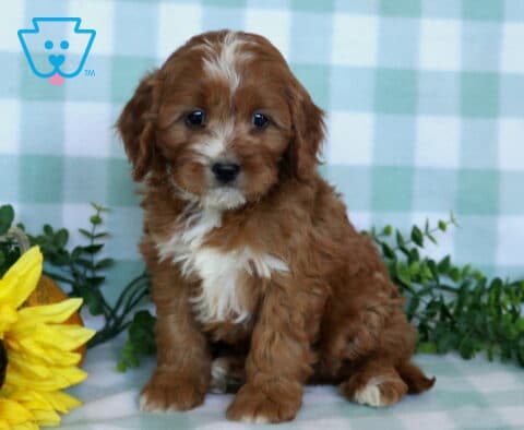 Ellis Cavapoo2