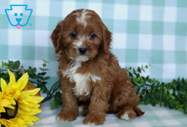 Ellis Cavapoo2 image