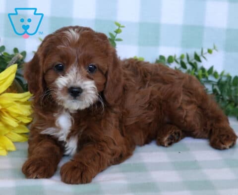 Eva Cavapoo