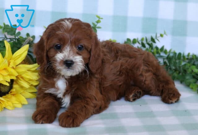 Red and white Cavapoo puppy with a fluffy wavy coat sitting beside a bright sunflower and leafy greenery on a pale plaid blanket. image