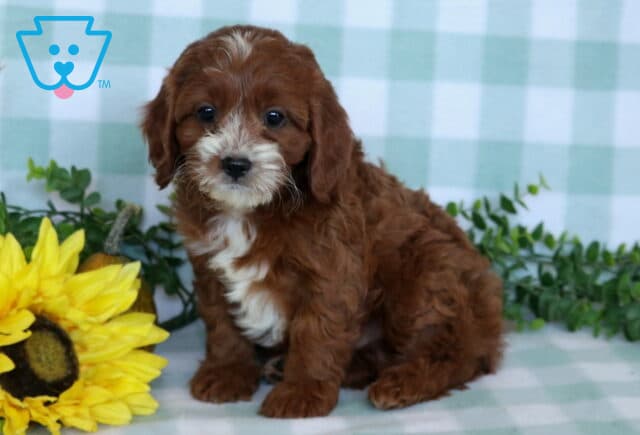 Red Cavapoo puppy with a white muzzle, chest, and forehead marking sitting beside a bright sunflower and leafy greenery on a pale plaid blanket. image