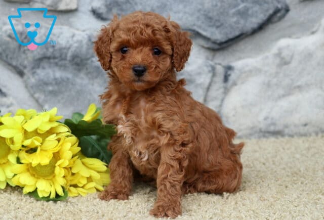 Gia Mini Poodle image
