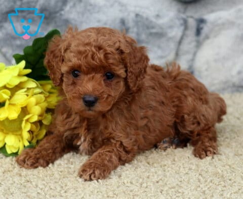 Gia Mini Poodle2