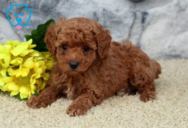 Gia Mini Poodle2 image