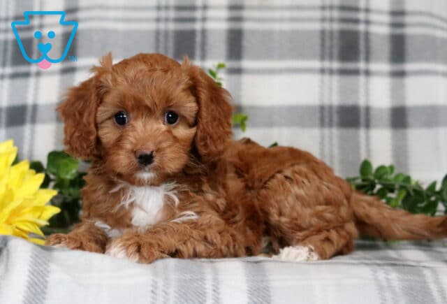 Ginger Cavapoo image