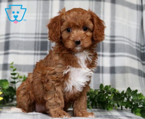 Ginger Cavapoo2