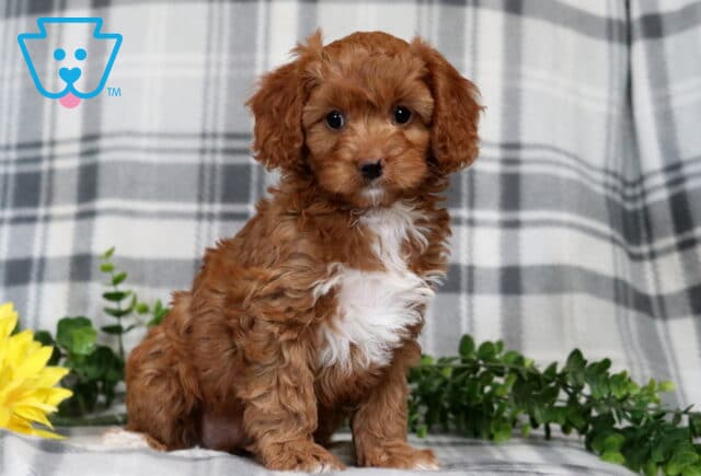 Ginger Cavapoo2 image