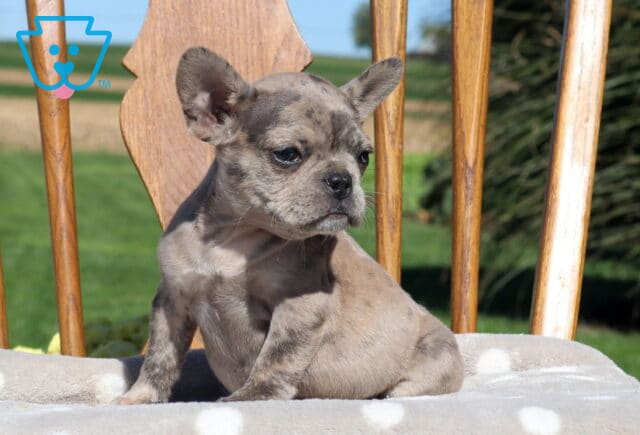 Ginger, a beautiful blue fawn French Bulldog puppy with subtle brindle markings and upright ears, sitting sideways on a cushioned wooden chair while gazing off to the side in Holtwood, PA. image