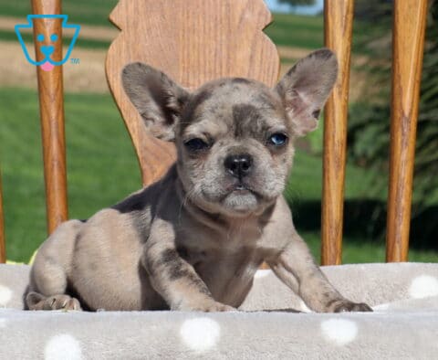 Ginger, a blue fawn French Bulldog puppy with striking light-colored eyes, a wrinkled muzzle, and oversized ears, leaning forward with her paws on a polka-dot cushion in Holtwood, PA.