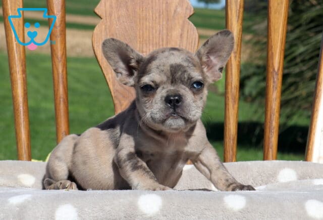 Ginger, a blue fawn French Bulldog puppy with striking light-colored eyes, a wrinkled muzzle, and oversized ears, leaning forward with her paws on a polka-dot cushion in Holtwood, PA. image