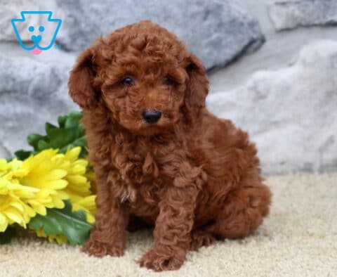 Ginger Mini Poodle