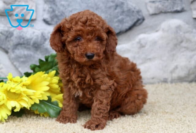 Ginger Mini Poodle image