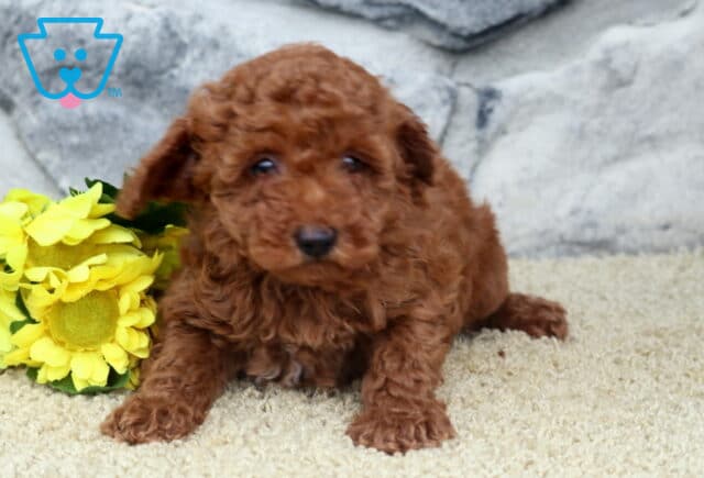 Ginger Mini Poodle2 image