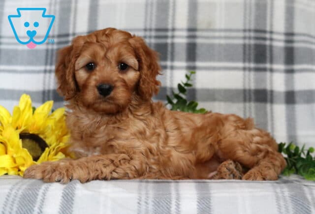 Gino Cavapoo image
