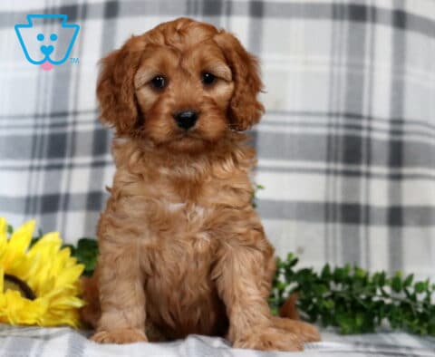 Gino Cavapoo2