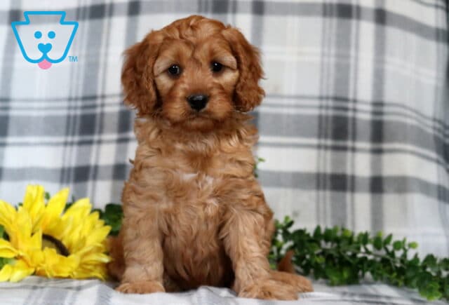 Gino Cavapoo2 image