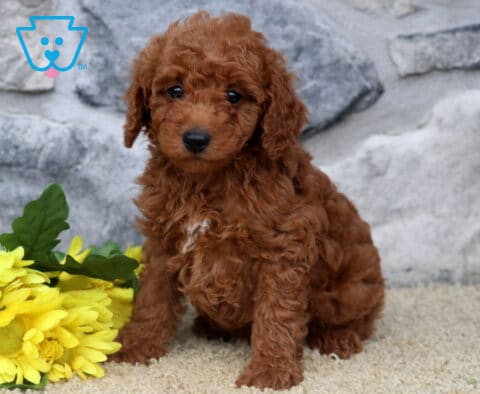 Gino Mini Poodle