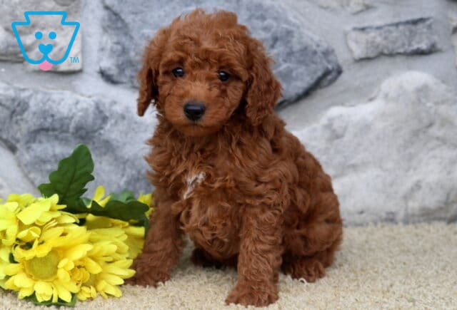 Gino Mini Poodle image