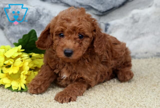 Gino Mini Poodle2 image