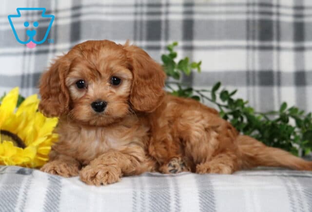 Gunther Cavapoo image