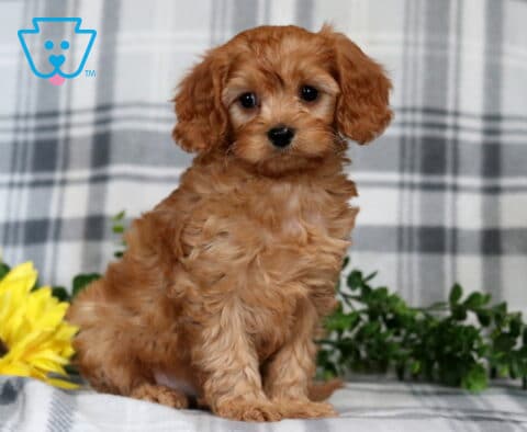 Gunther Cavapoo2