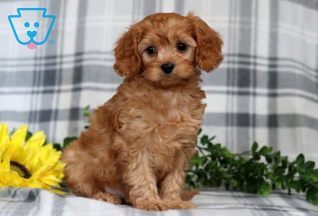 Gunther Cavapoo2 image
