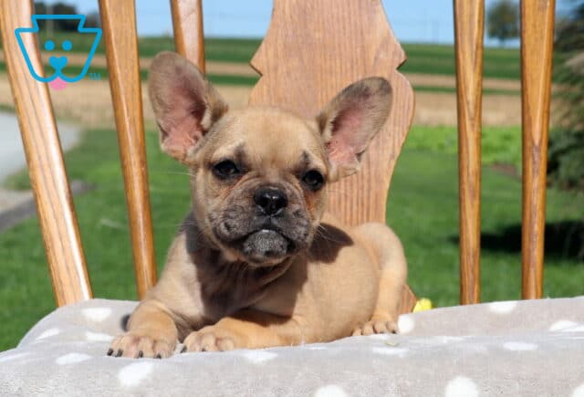 Gunther, a handsome fawn French Bulldog puppy with oversized upright ears and a dark muzzle, relaxing with his front paws stretched out on a cushioned wooden chair outdoors in Holtwood, PA. image