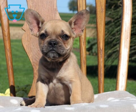 Gunther Frenchie Retake2