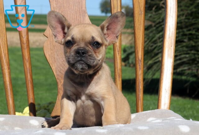 Gunther, a fawn French Bulldog puppy with large bat-like ears and a sweet, curious expression, sitting upright on a soft polka-dot cushion atop a wooden chair in Holtwood, PA. image