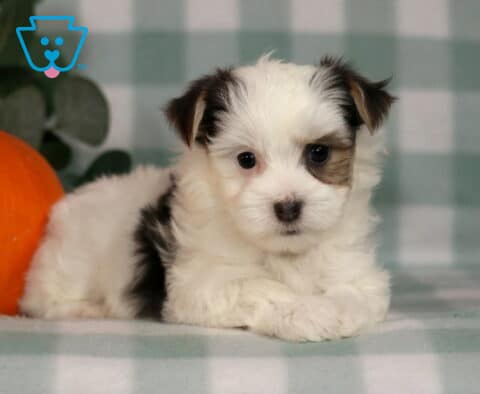 Hailey Morkie