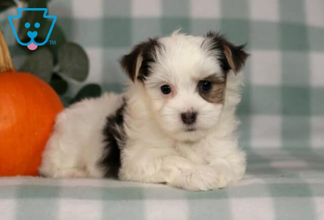 Hailey Morkie image