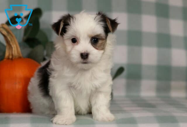 Hailey Morkie2 image