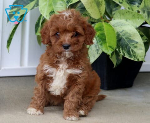 Hannah Cavapoo