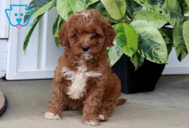 Hannah Cavapoo image