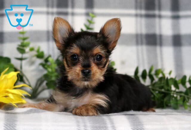 Hannah Yorkie image