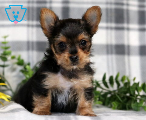 Hannah Yorkie2